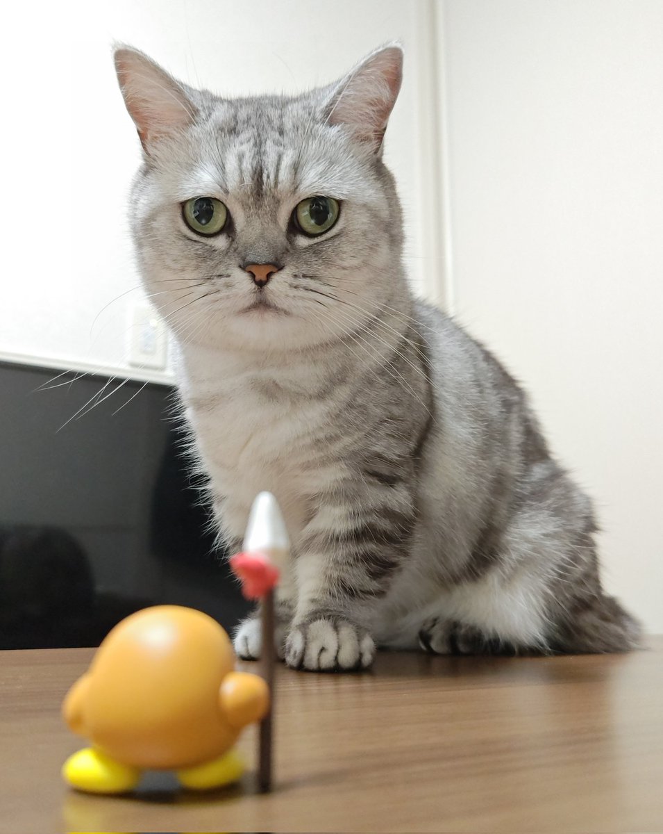 ネコちゃん photo オンノヅキ🐱🐱 on X: 