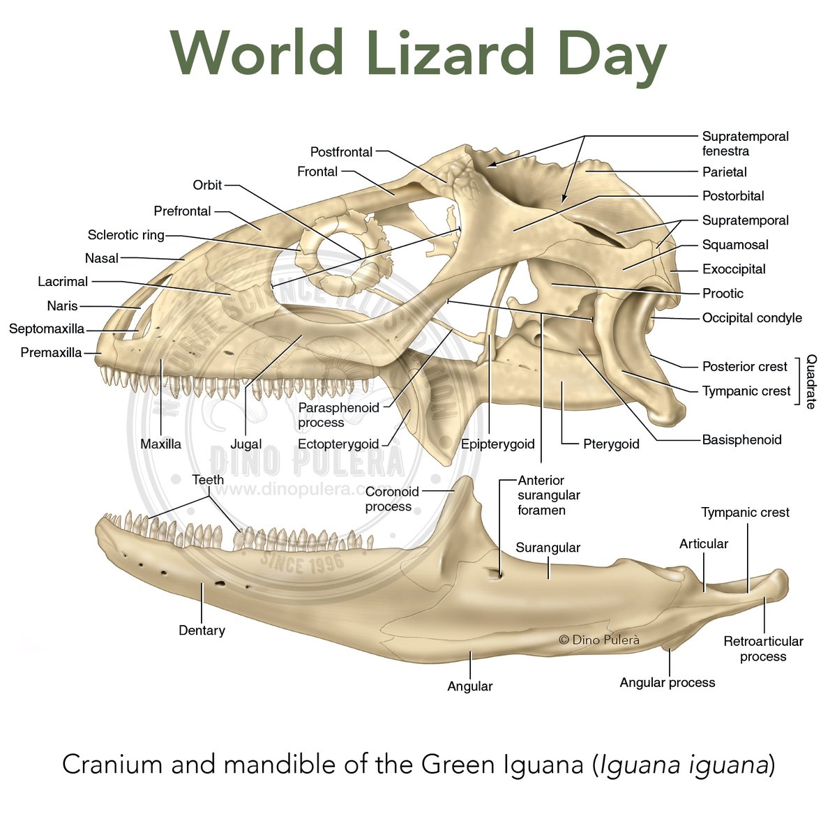 Happy World Lizard Day!

Celebrating #WorldLizardDay with an excerpt from my book, The Dissection of Vertebrates, currently being updated to a 4th edition with more reptilian content ... stay tuned.
#sciart,  #ComparativeAnatomy, #AnimalAnatomy, #anatomy

elsevier.com/books/the-diss…
