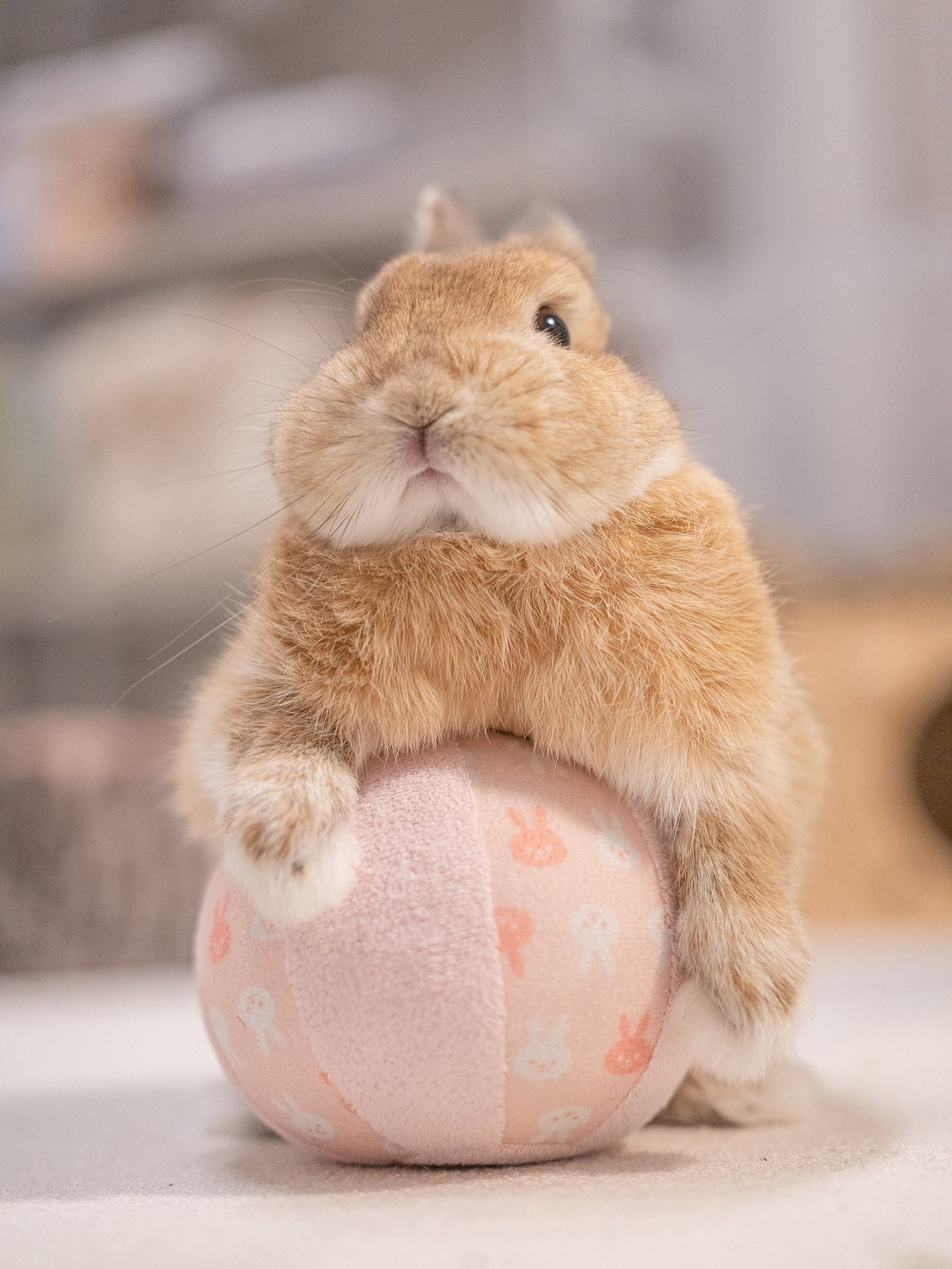 うさぎのうに🐰 on X: 