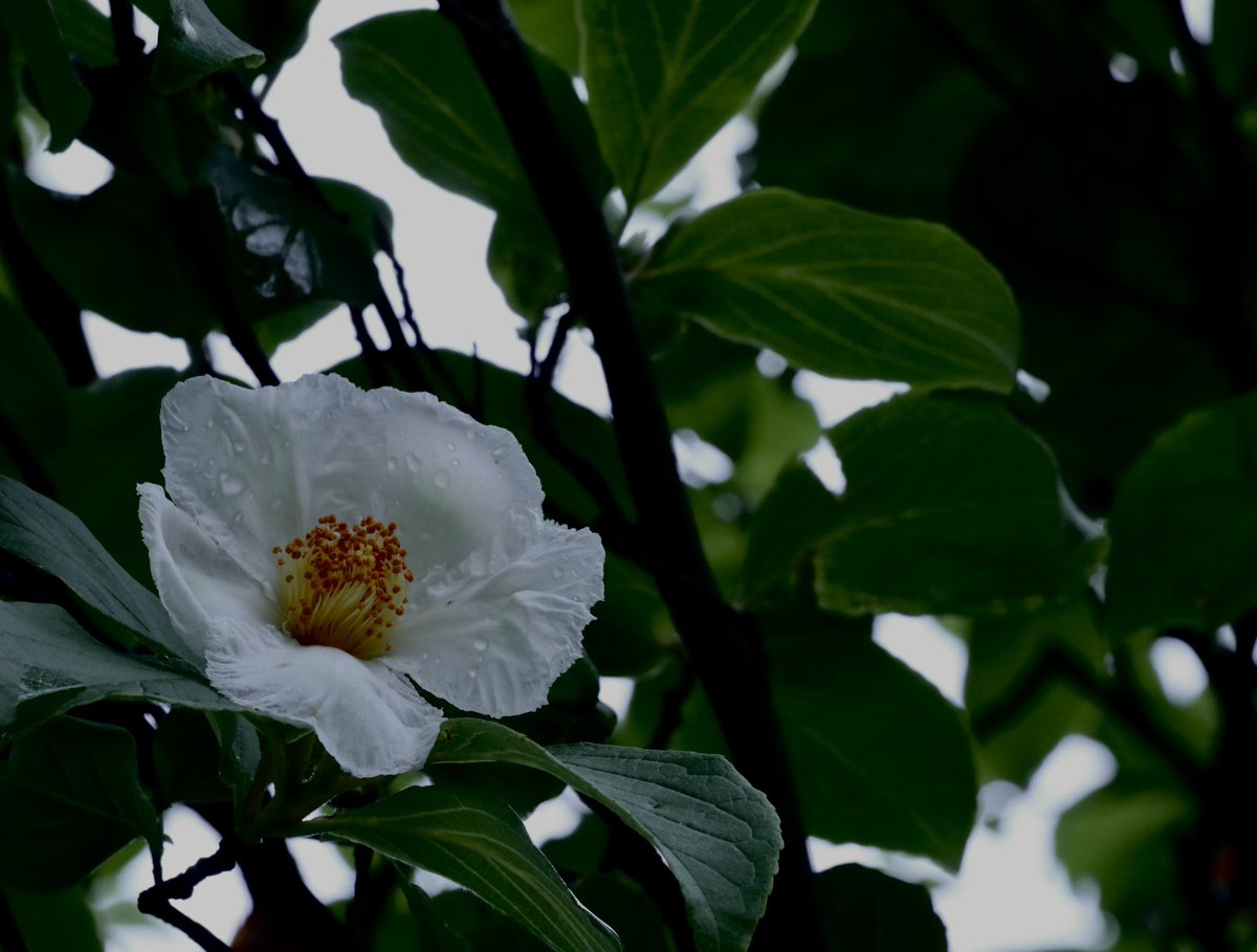 明るい雰囲気の写真好きだけど
こーゆー暗め？の写真も好き📷´-

 #写真好きな人とつながりたい  #カメラ好きな人と繋がりたい  #写真撮ってる人と繫がりたい  #写真で伝えたい私の世界  #キリトリセカイ  #TLを花でいっぱいにしよう