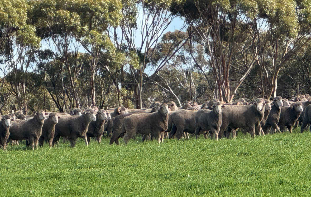 Kristin Lefroy 🐏🌾 tweet media