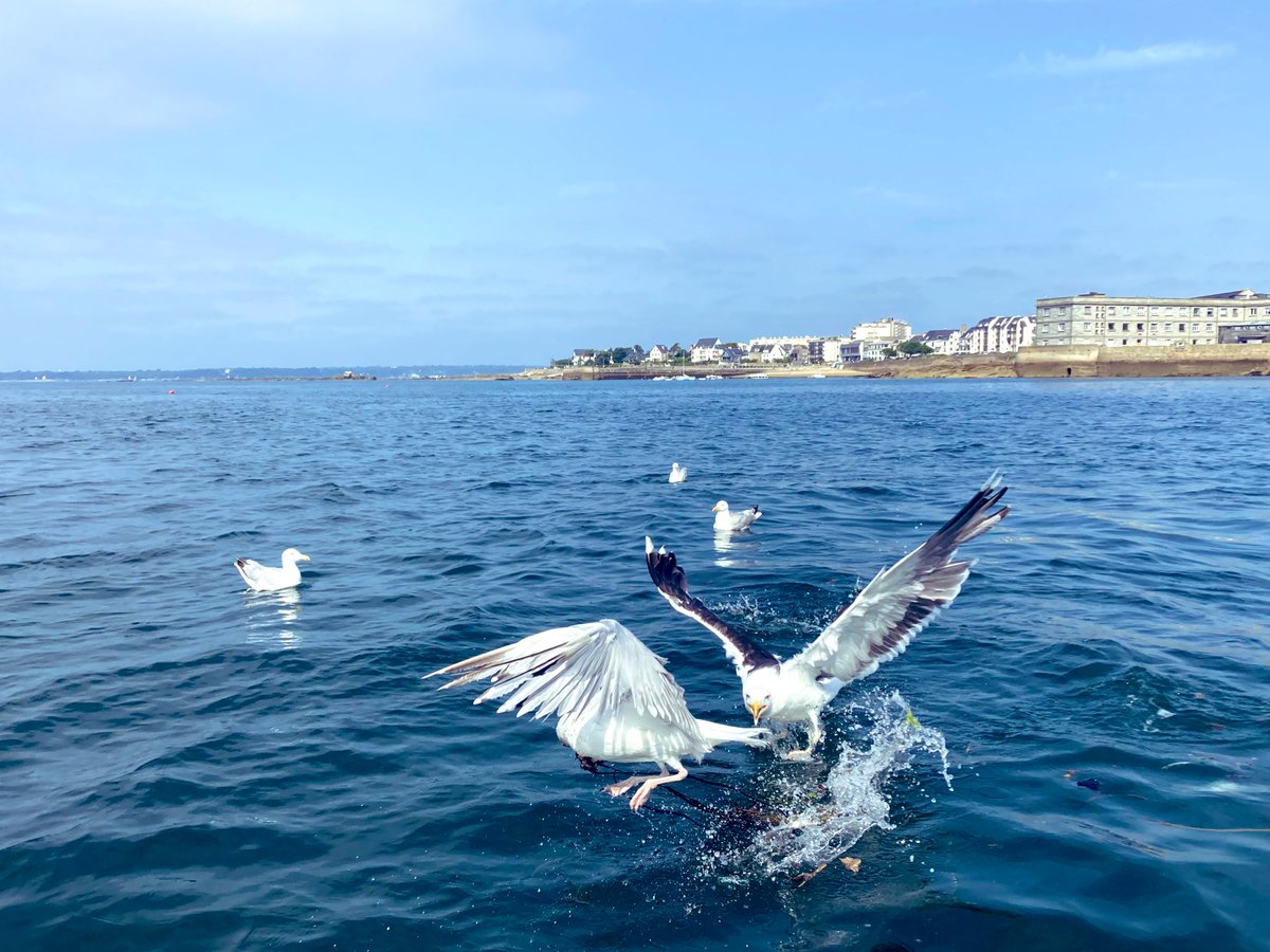beuzec's tweet image. Baie de Concarneau 
En pêche #casiers #filet #Bzh