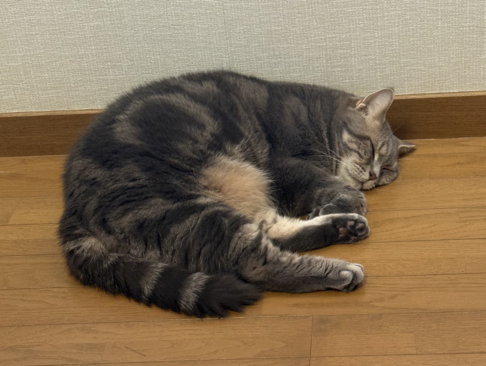 ネコ Amazon | キャットホイール 猫 キャットホイール 静音 猫 運動