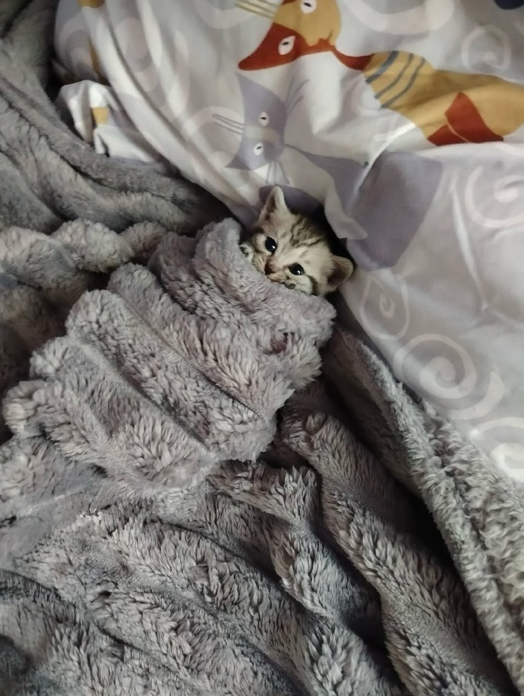 こねこ図鑑 on X: 