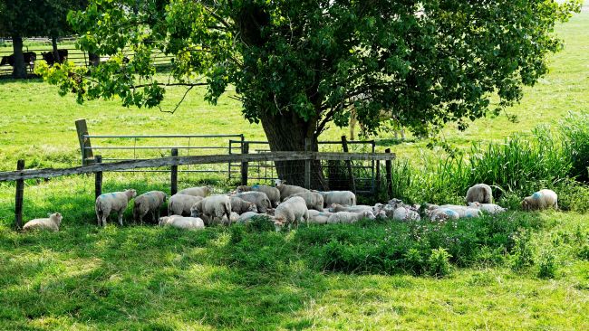 Vandaag Actueel Weer janvissersweer.nl/vandaag-actuee… Met een temperatuur van 42,0º registreerde het Portugese Pinhão gisteren de 12de dag op rij met 40+. Absurd! Verder één van de grootste natuurbranden ooit in Spanje: ruim 36.000 hectare verwoest in de provincies Zamora en León. Foto: