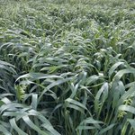 Photo by SE Agronomy Research (@SEAgroResearch)