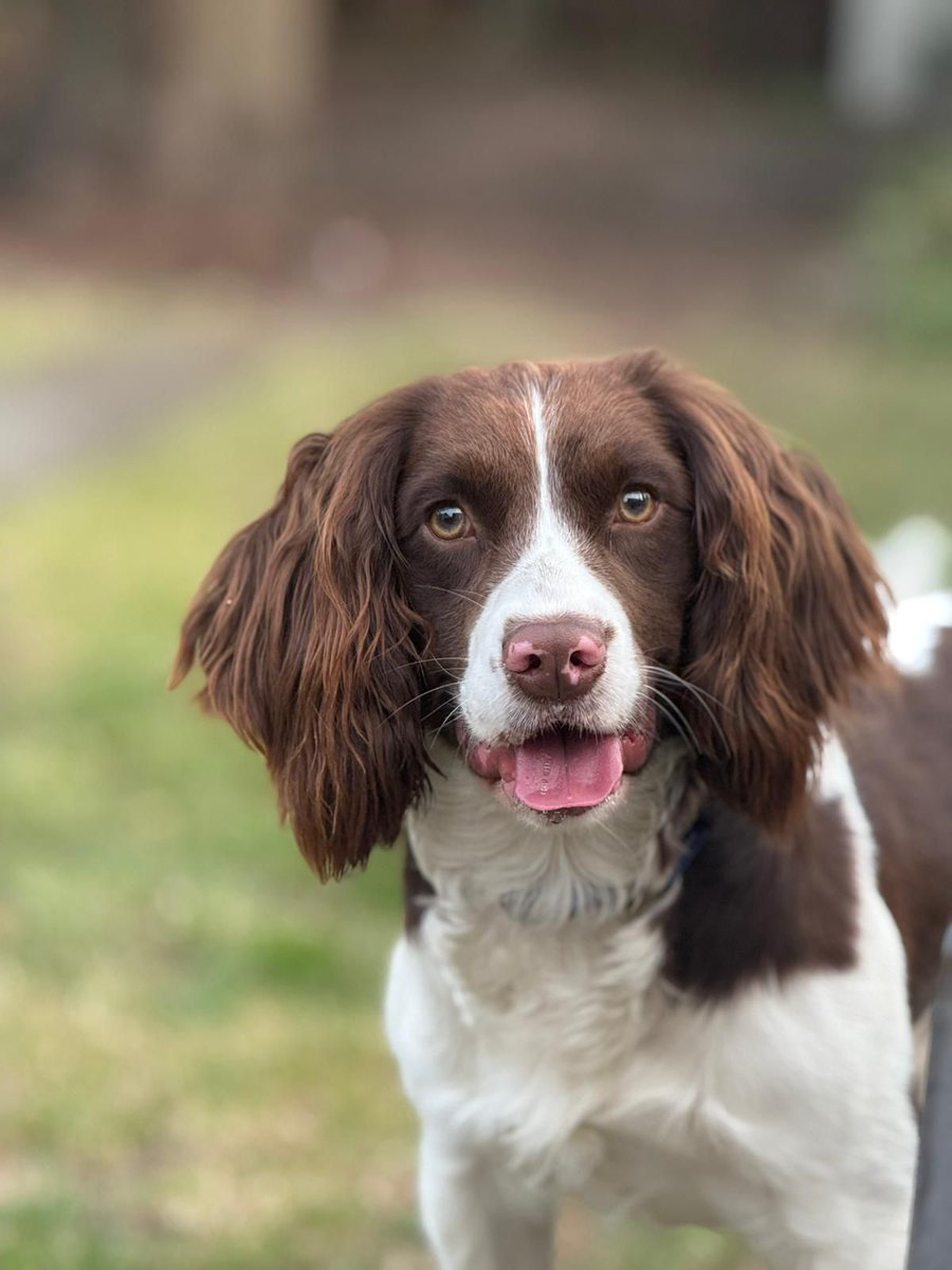 Introducing the gorgeous PD Barney. Barney is GMP's very first digital detection dog, assisting in locating hidden electronic devices. We wish Barney and his handler all the luck in the future. Welcome to the PD family.