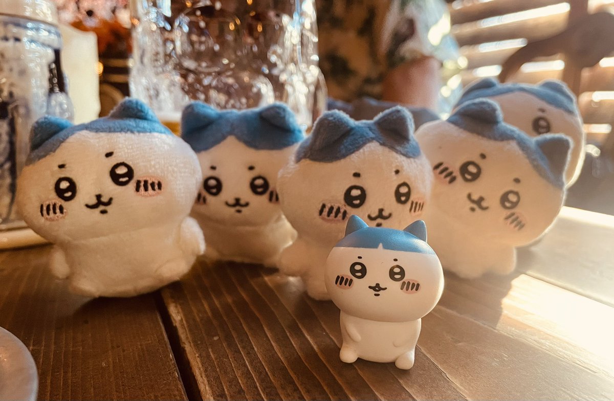 和装のお姉さん達が遊びに来てくれた！グラシアス！和装来店でお菓子プレゼントです〜！
そしてハチワレがいっぱい！
#よそのこかわいい
#14で飲め
#東中野14