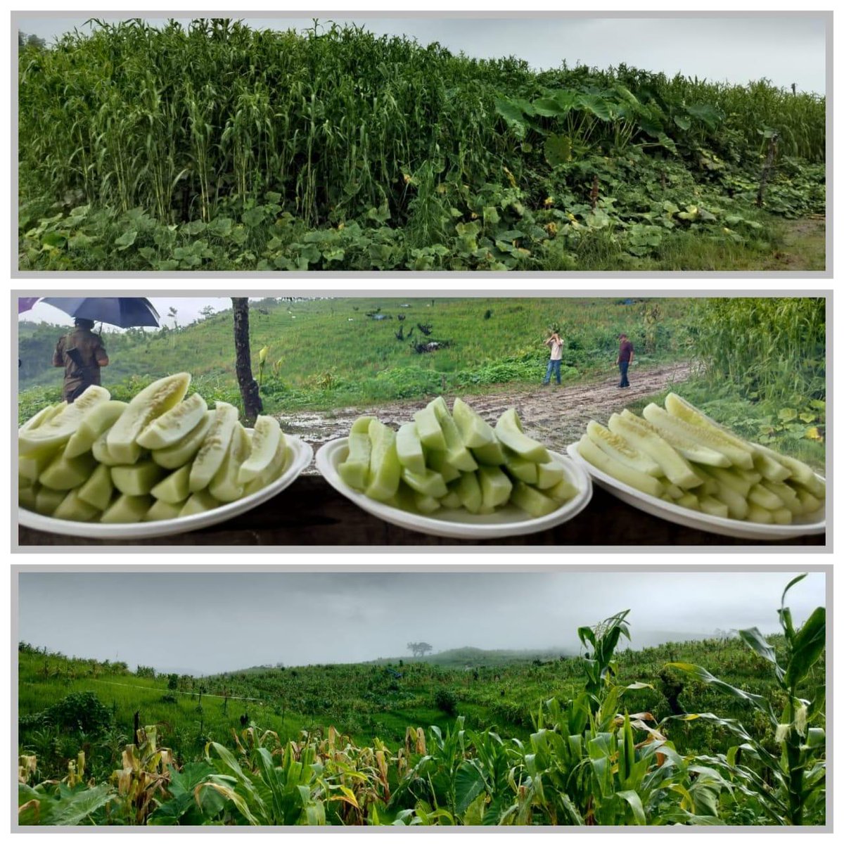 Ciethu Jhum Cultivation in Chechema, where about 170 households are engaged in farming. Chechema Jhum Fair products 2025 was sourced from these fields. The fair set an ambitious sales target of ₹2 crore. Pictured with us is a woman farmer who earned ₹50,000 from cucumber sales.