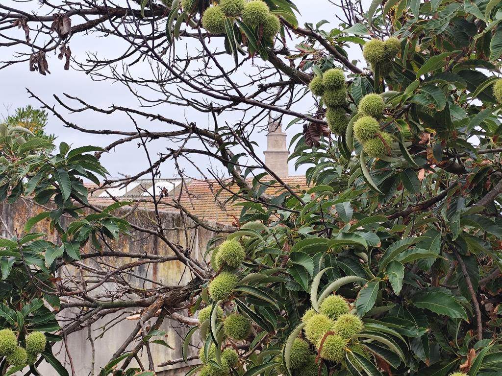 Ya empiezan a verse los castaños cargaditos...🥳