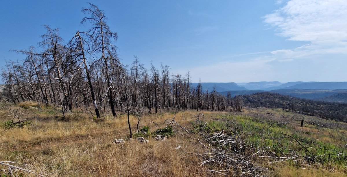 wheatpath's tweet photo. Three years after the devastating fire on the Causse Sauveterre above Mostuéjouls, vegetation has barely returned, leaving the landscape permanently open (Vors, #Lozère #Aveyron, FR). https://t.co/5BLF3cU3XF