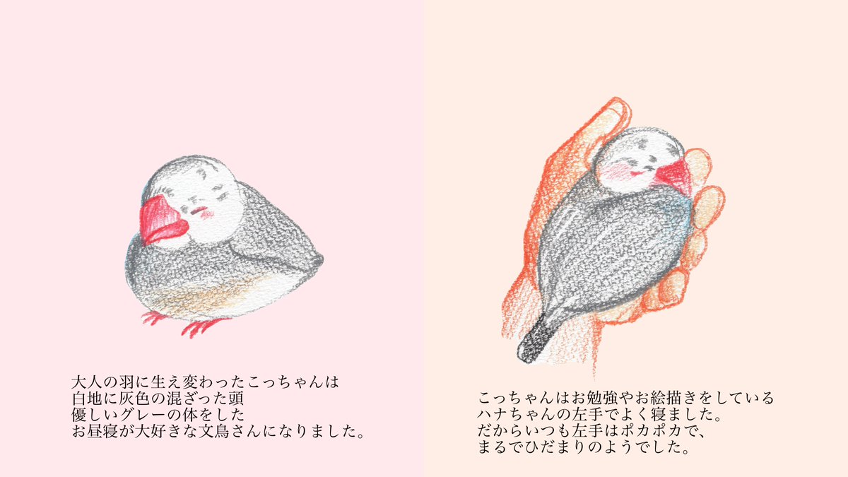 piyo_piyo_0302's tweet photo. 泣き虫な女の子と1羽の小鳥のお話
【ひだりてにひだまり】

 #文鳥 
 #絵本 

(1/3) https://t.co/i2U0ngvgvH