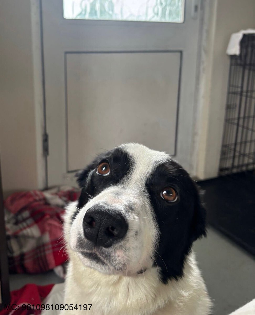 Ogie’s wondering why he’s still here waiting for someone to fall in love with him ! 🐕🙄

He’s such a sweet boy, craves human company, will be an amazing companion, enjoying an active Collie life 💙🐾

Find out more:👉 madra.ie/dog-profiles/

#AdoptDontShop #Galway