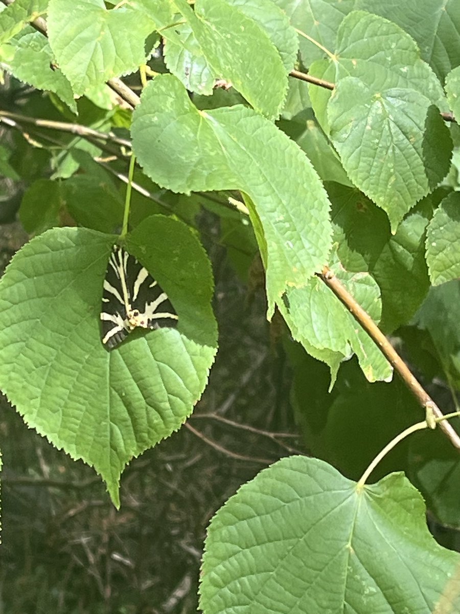 This Jersey Tiger was the highlight round Frampton pools yesterday