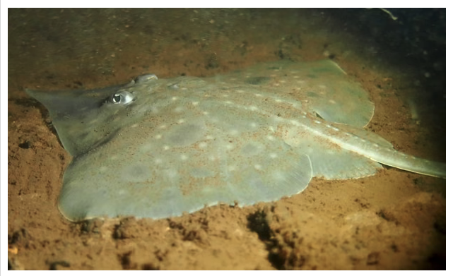 Salmon farming is allowed to continue in an area in Tasmania where it will certainly help wipe out an endangered species. 
Money first.
theguardian.com/australia-news…