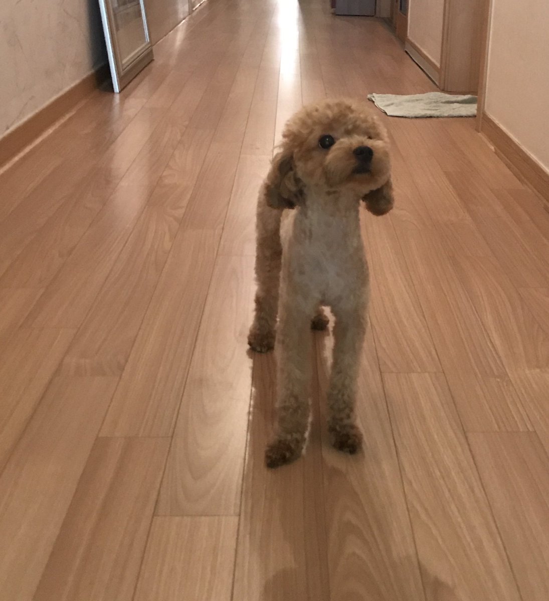 푸들 새찌 tweet media