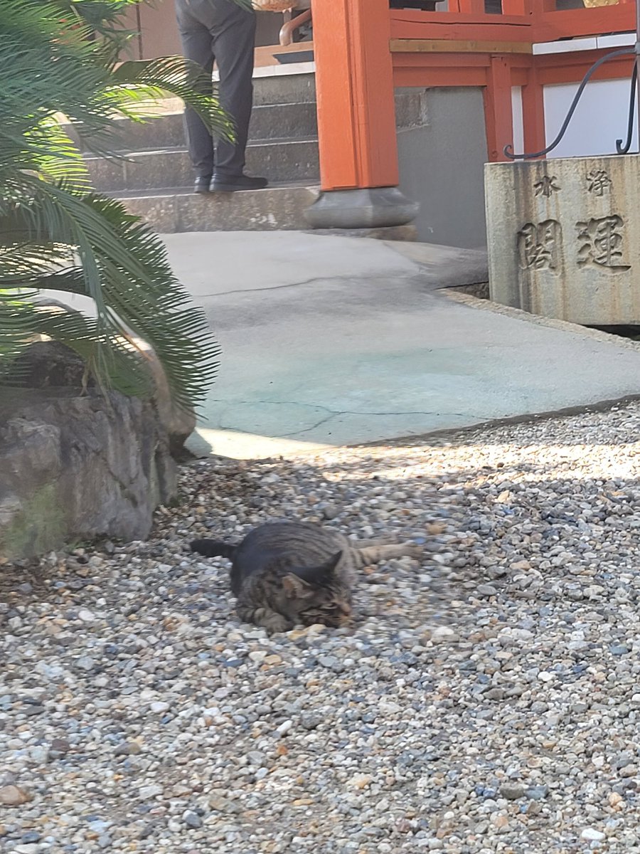 may6868's tweet photo. こちらも暑くていたのは4匹の猫ちゃん。
こちらの猫ちゃんは｢さわらしてくれる？｣と指を出したら｢イヤ｣と顔を背けられたので、さわらずに帰ってきました。 https://t.co/a4xjdWMHm4