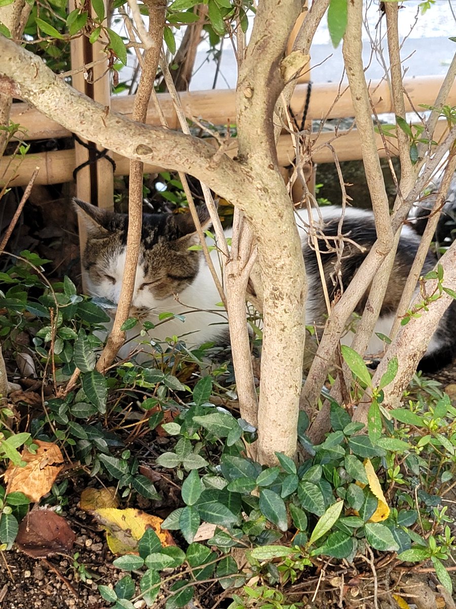 may6868's tweet photo. こちらも暑くていたのは4匹の猫ちゃん。
こちらの猫ちゃんは｢さわらしてくれる？｣と指を出したら｢イヤ｣と顔を背けられたので、さわらずに帰ってきました。 https://t.co/a4xjdWMHm4