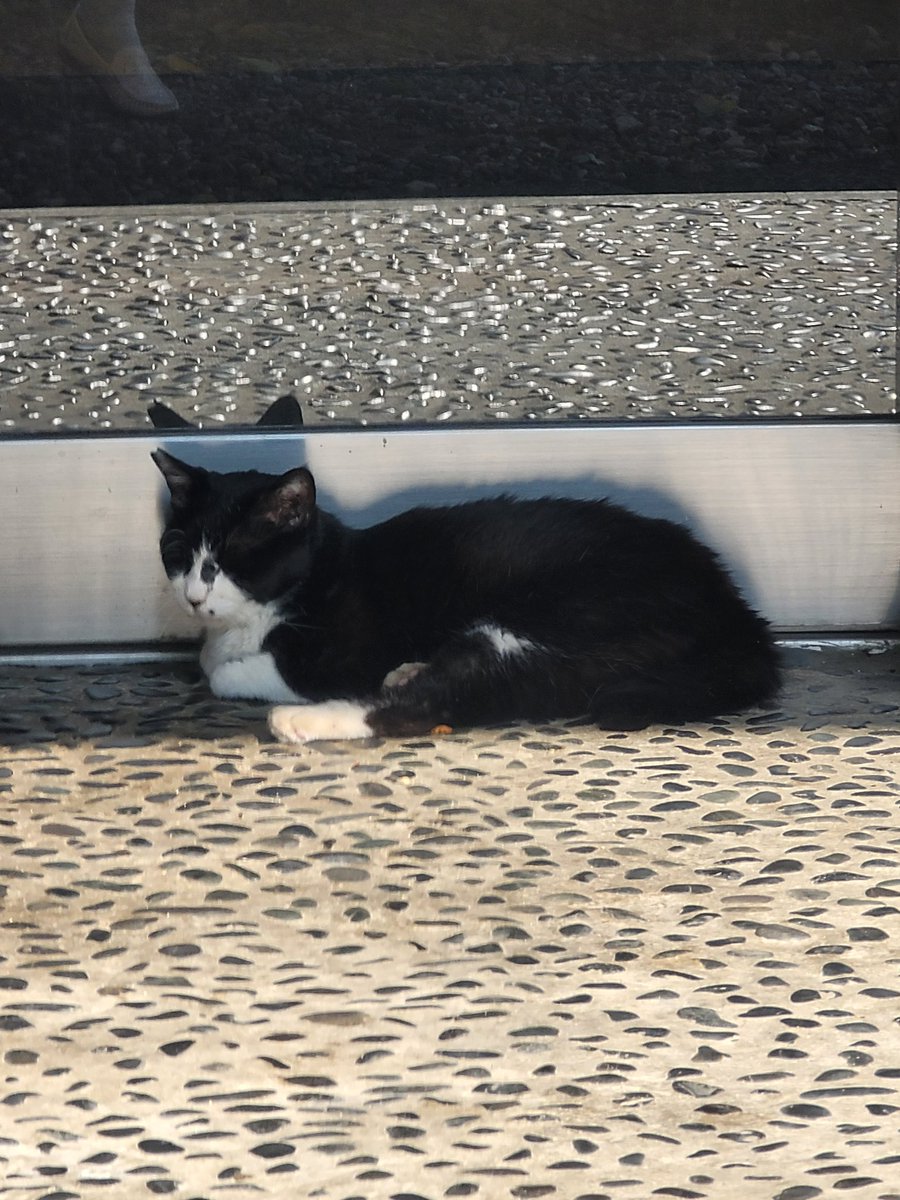 may6868's tweet photo. こちらも暑くていたのは4匹の猫ちゃん。
こちらの猫ちゃんは｢さわらしてくれる？｣と指を出したら｢イヤ｣と顔を背けられたので、さわらずに帰ってきました。 https://t.co/a4xjdWMHm4