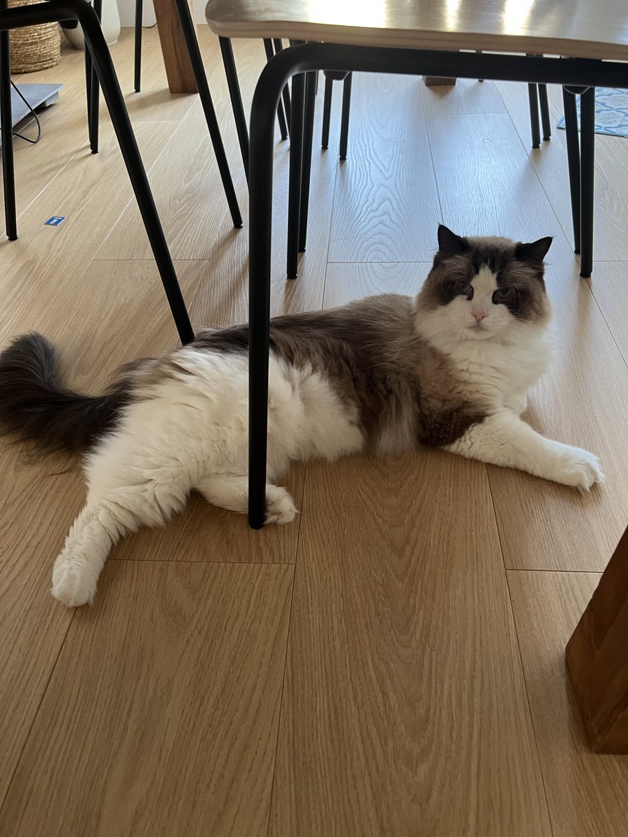 I think I’m gonna stay on the fresh floor today and do nothing… that’s he said, not me… but I want to do it too… #cat