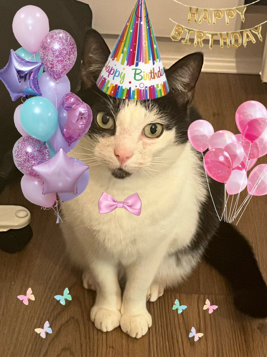 It’s mine 11th birthday today! Everyone is invited for cakie and a pawty at mine house! 🎂🎉🎁#birthdaygirl #HAPPYBIRTHDAY #CatsOfTwitter #Hedgewatch