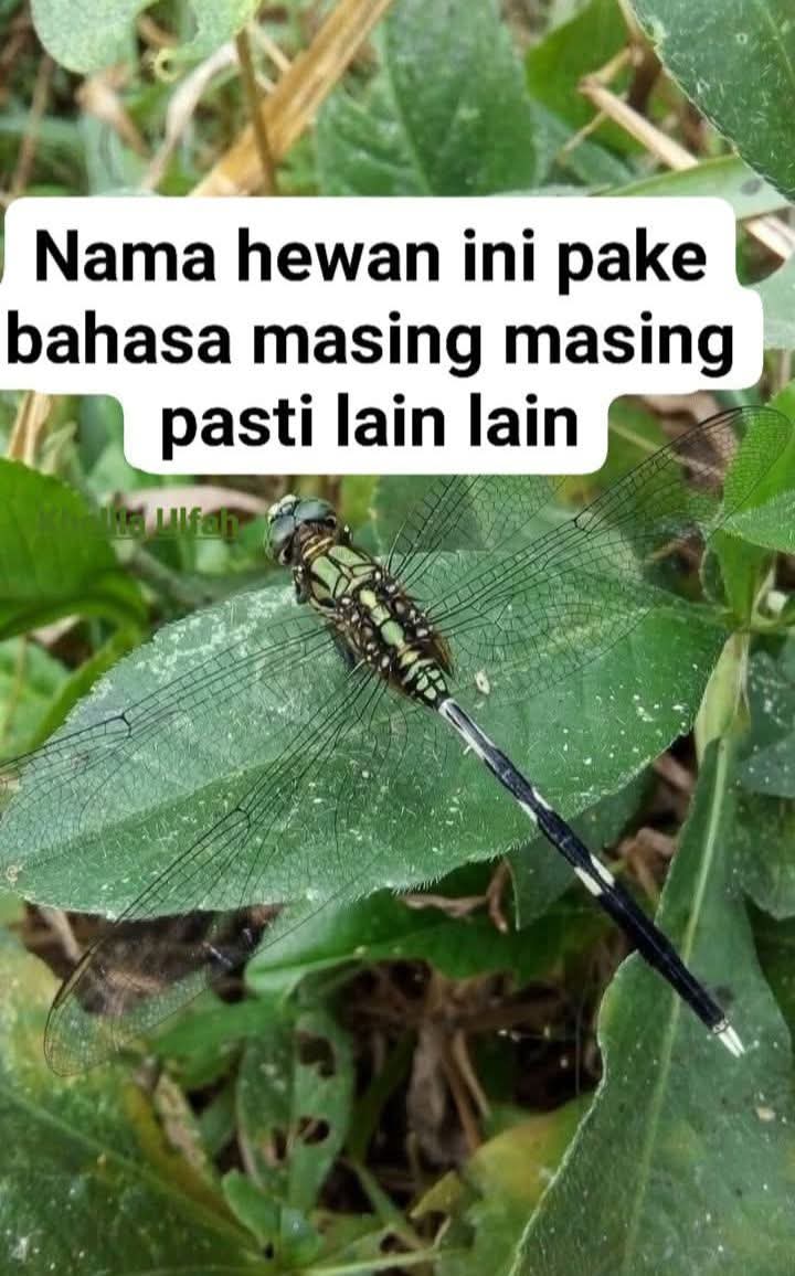 Ketawa itu GRATIS 🛩 tweet media