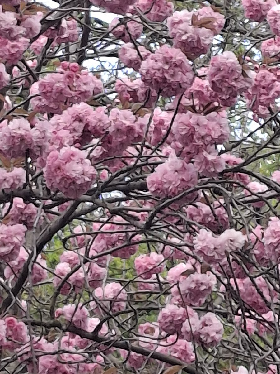 rupashreenanda's tweet photo. One afternoon, we packed in a vist to the #RoyalObservatory, the #TrafalgarTavern and a very long walk. Nature was in full bloom. The #RoyalObservatory is home to the #MeridianLine and the #GreenwichMeanTime (GMT)
It was a day well spent !
#Chevening #SAJP #Journalism https://t.co/9swmAh9svu