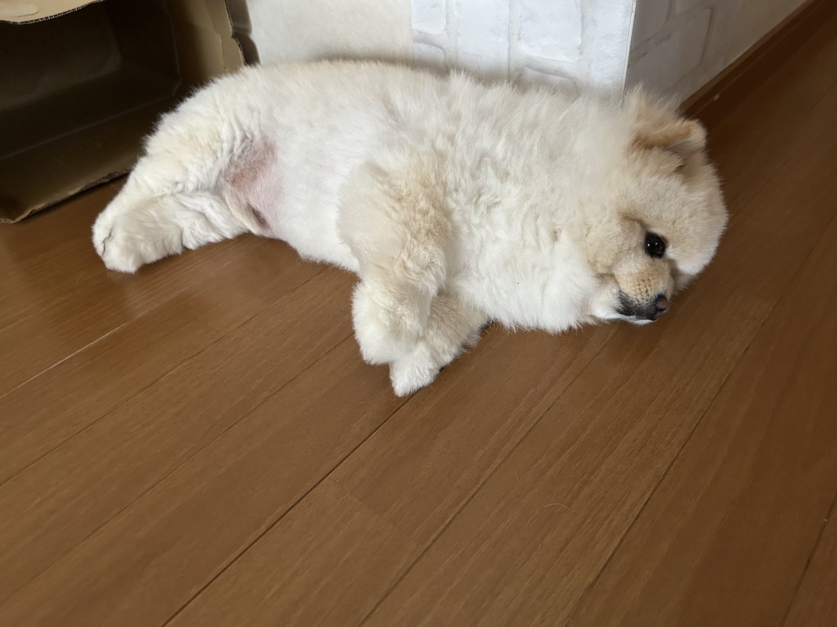 ＃ポメラニアン