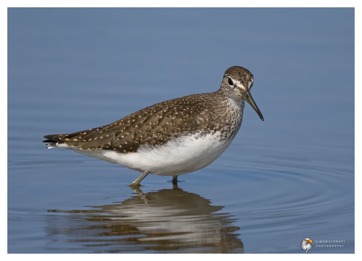 πππ’π€π£ ππ©π€πππ§π© π¦π¦π¦ (@sherburnsi) on Twitter photo Green Sandpiper on Teesside. <a href="/teesbirds1/">teesbirds</a>
<a href="/teeswildlife/">Tees Wildlife</a>
<a href="/DurhamBirdClub/">Durham Bird Club</a>
<a href="/Natures_Voice/">RSPB</a>
<a href="/NatureUK/">NatureUK</a>
<a href="/WildlifeMag/">BBC Wildlife</a>
<a href="/BBCSpringwatch/">BBC Springwatch</a>
<a href="/NTBirdClub/">Northumberland & Tyneside Bird Club</a>
<a href="/UKNikon/">Nikon UK & Ireland</a>
#naturephotographyday #birds #wildlifephotography Green Sandpiper on Teesside. <a href="/teesbirds1/">teesbirds</a>
<a href="/teeswildlife/">Tees Wildlife</a>
<a href="/DurhamBirdClub/">Durham Bird Club</a>
<a href="/Natures_Voice/">RSPB</a>
<a href="/NatureUK/">NatureUK</a>
<a href="/WildlifeMag/">BBC Wildlife</a>
<a href="/BBCSpringwatch/">BBC Springwatch</a>
<a href="/NTBirdClub/">Northumberland & Tyneside Bird Club</a>
<a href="/UKNikon/">Nikon UK & Ireland</a>
#naturephotographyday #birds #wildlifephotography