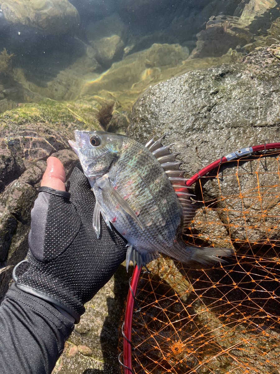 相変わらずフグ爆沸きの能登外浦で、ミニサイズでもとりあえず釣れてよかった！