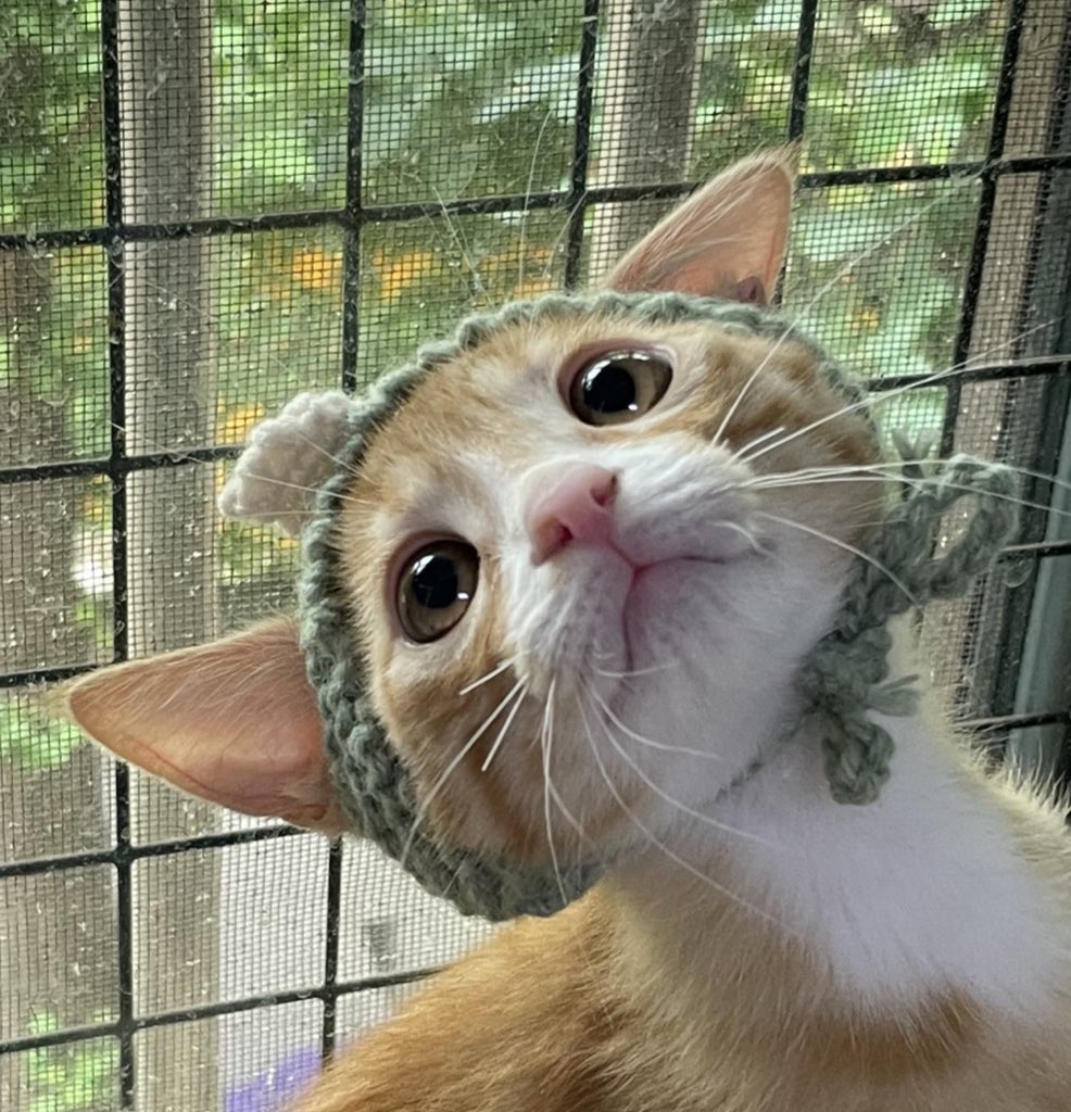 여러분 나만의 꿈돌카롱이랑 같이 지내실 수 있는 좋은 찬쓰입니다.
잘 때도 옆구리에서 자고요, 배냥이&amp;무릎냥이구요, 얼매나 귀엽개요?
삼각김밥 만들듯 조물조물한 얼굴이지만 우리 카롱이 많ㅇ 귀요워요.
가족이 찾고있응께 얼른 와주세요.