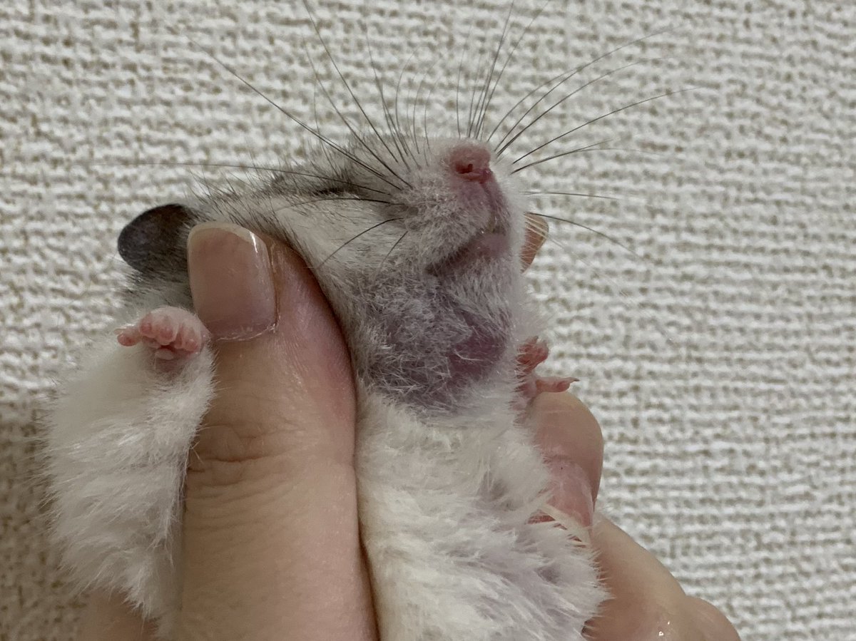 はむ tweet media