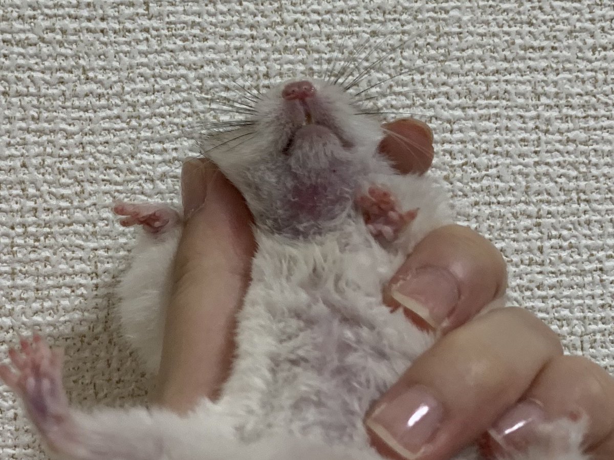 はむ tweet media