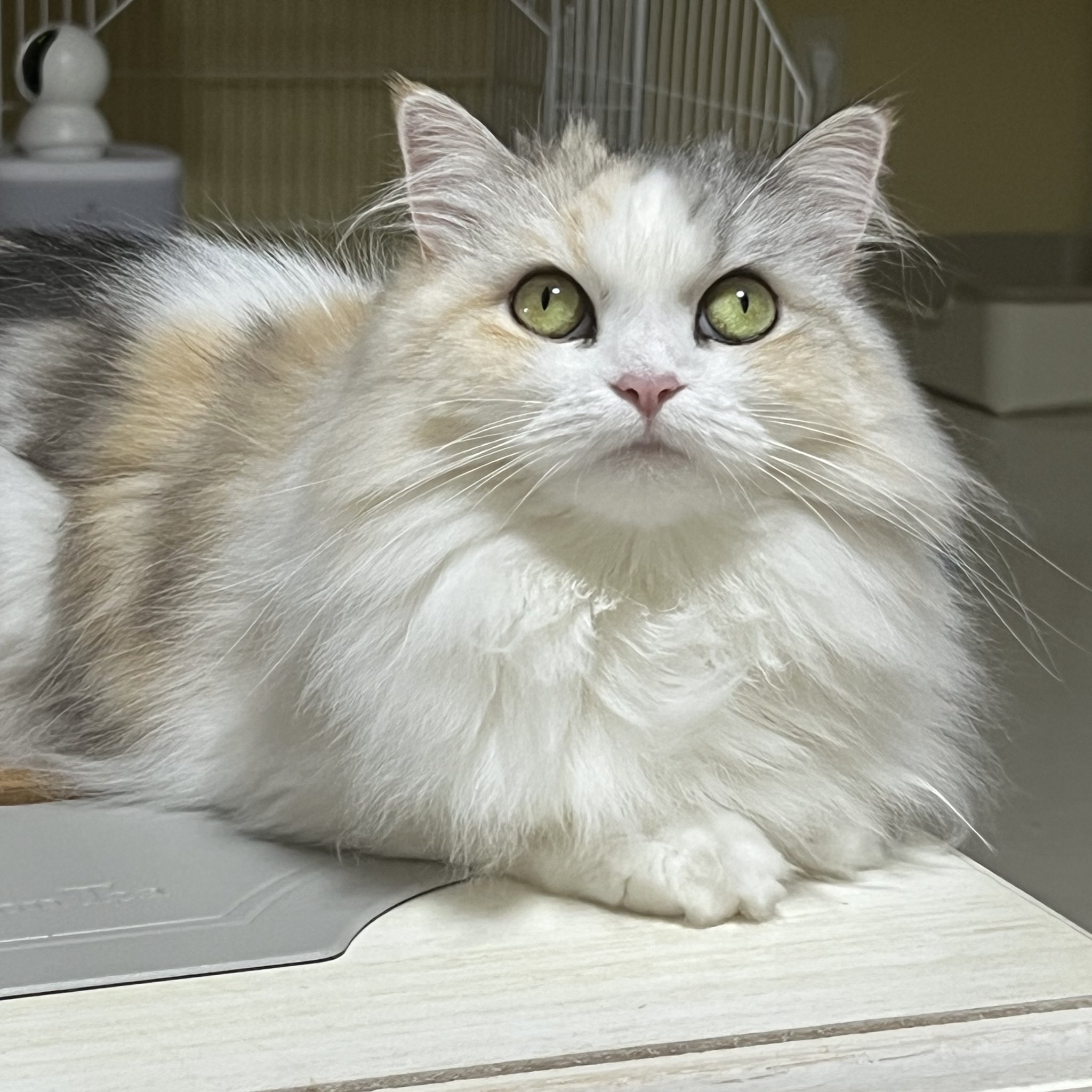 小さめ！猫目ルチルたん！かわいい！ 小さめ！猫目ルチルたん