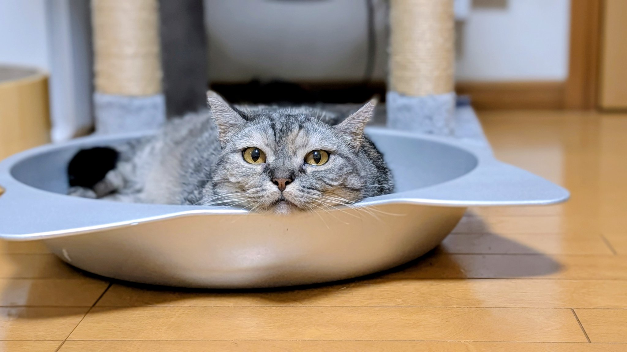ねこさん⚡(ΦωΦ) on X: 