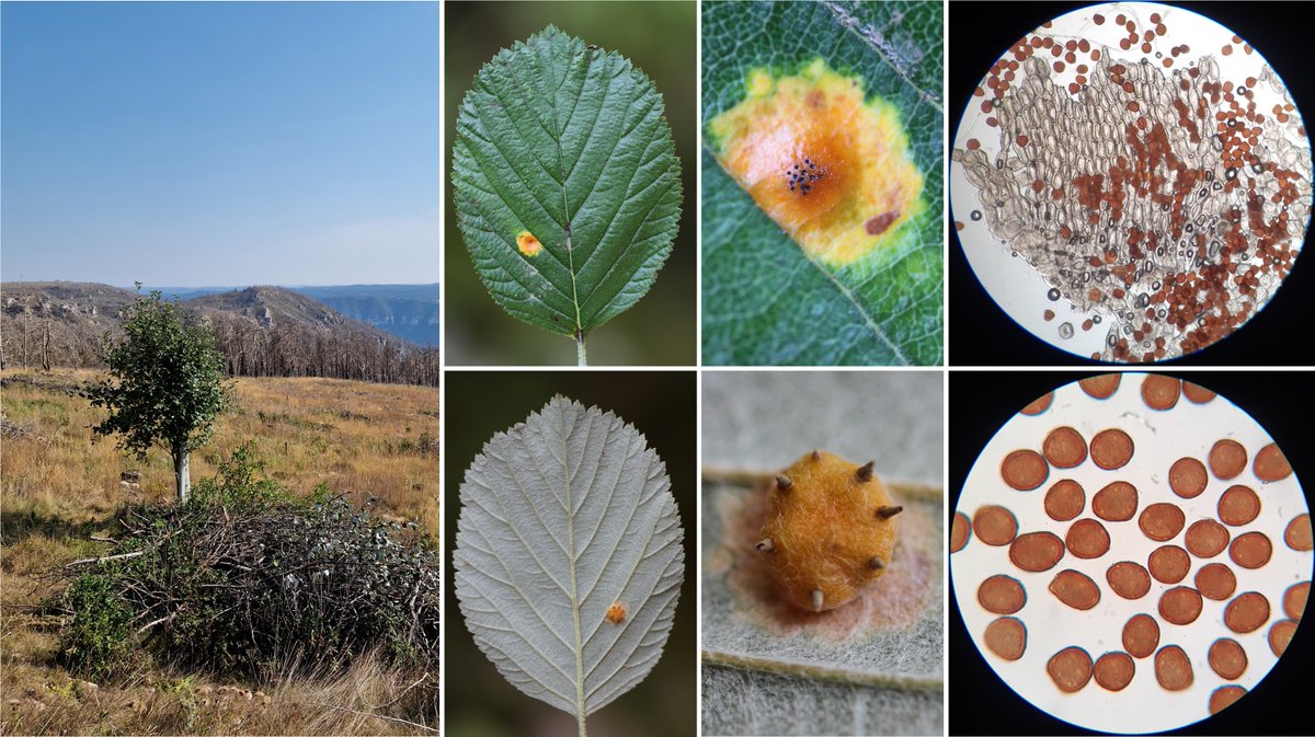 wheatpath's tweet photo. In the middle stands a whitebeam (#Sorbus aria), partially burned but with new shoots already bearing aecidia of #Gymnosporangium tremelloides (large aecidiospores, 32–44 × 28–32 µm), presumably alternating between the nearby #junipers that survived (Vors, FR). #RustResilience https://t.co/5YznXfK5qW