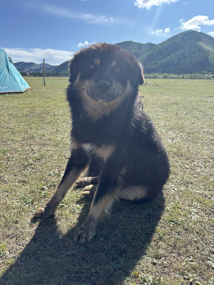Sheilamongolia's tweet photo. 朝起きたら、家の前に知らない犬がドヤ顔で座っている🐶それがモンゴル🇲🇳 https://t.co/GxDjUp8AN5