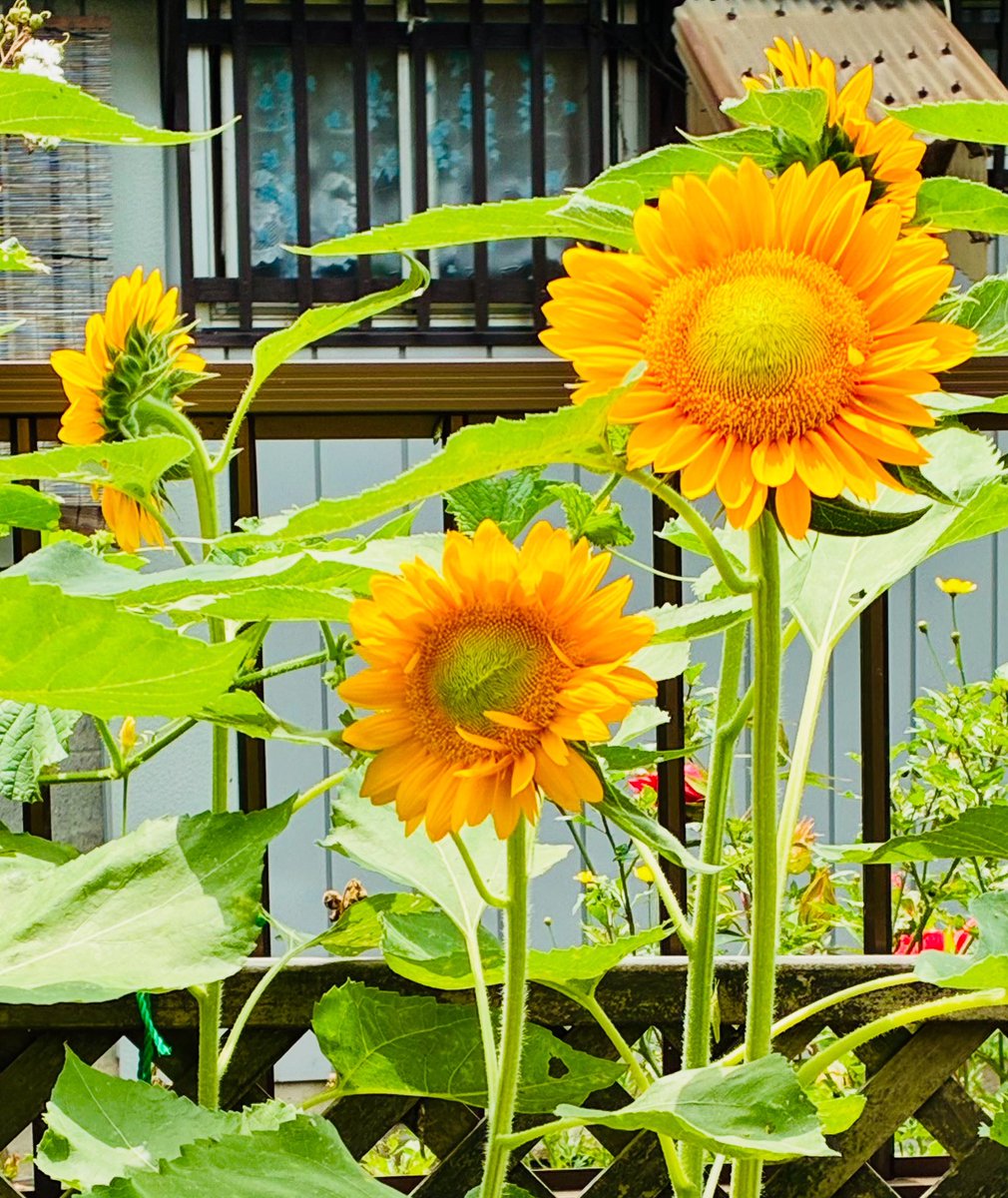 pepeniku's tweet photo. ひまわり🌻無事咲きましたー！✨ https://t.co/m3e8aiZ7zE