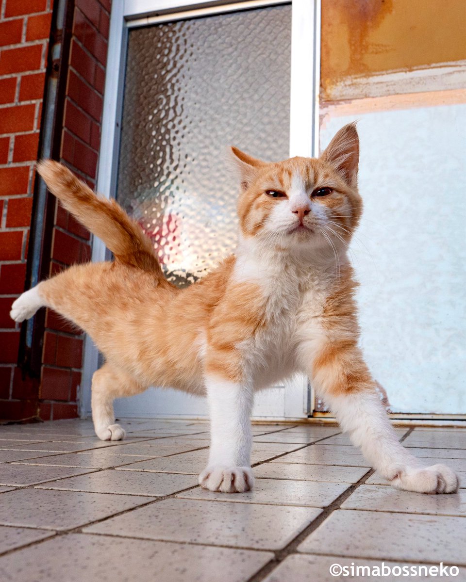 のび〜〜〜〜〜っ✨✨
Let's do stretch🐾🐾

#ストレッチ #猫 #cat