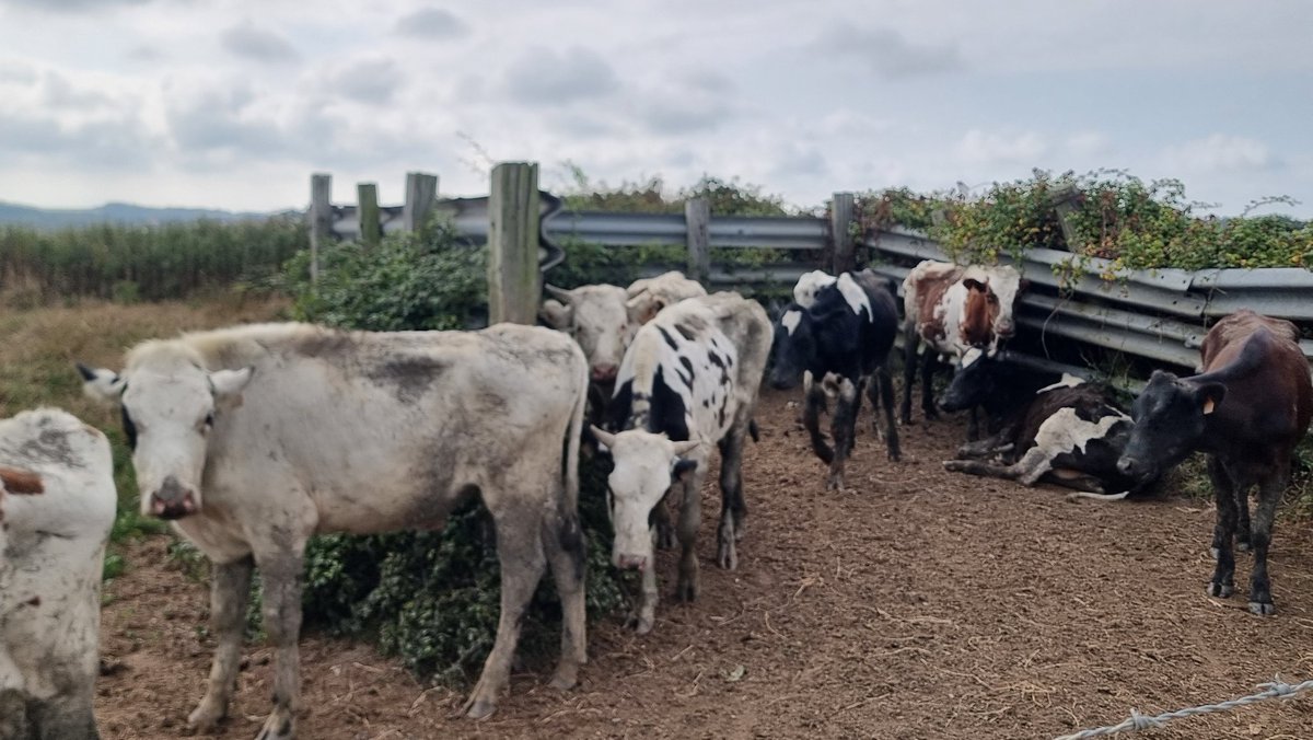 J’ai croisé ces vaches qui me paraissent bien maigres. Quelqu'un peut-il me dire si c’est "normal" et si on peut signaler ce troupeau à des services compétents?