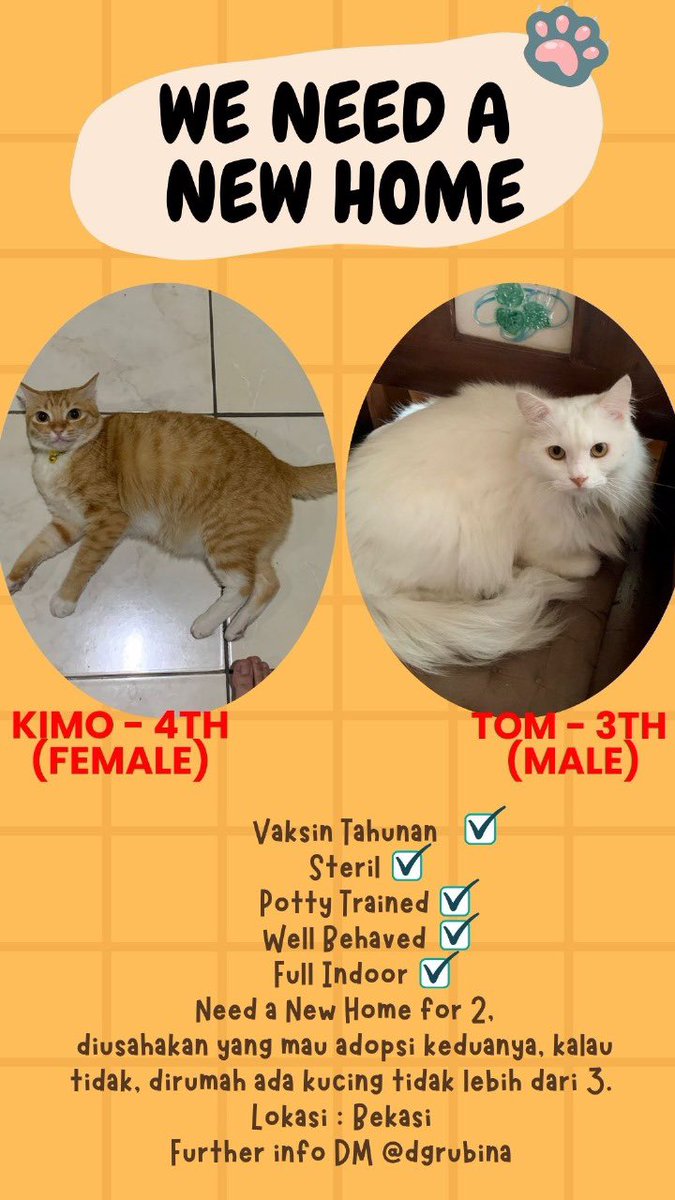 kim0t0m 🐈 tweet media