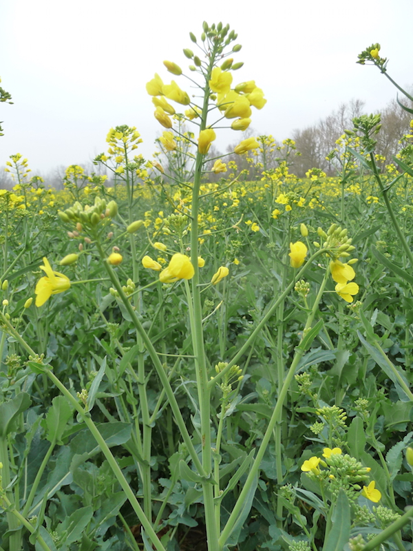 Aujourd'hui, nous sommes le septidi 27 thermidor, officiellement dénommé jour du colza, 327e jour de l'année CCXXXIII du calendrier républicain, et 14e jour du mois d'août de l'année 2025 du calendrier grégorien.

📗 Hybride issu du croisement non-élucidé entre chou et navette,