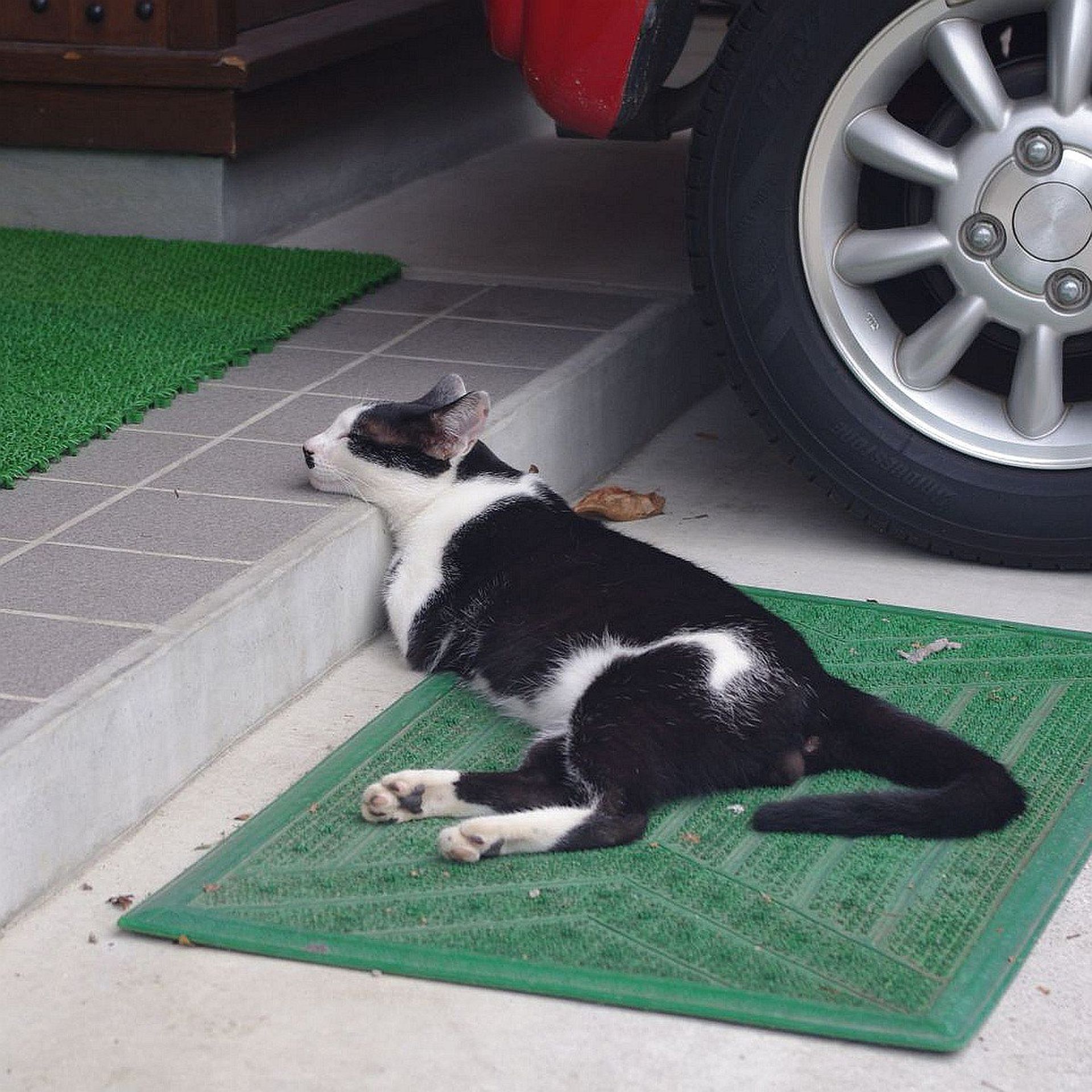 猫C 画像 1 + 14 最終値下げしました！ askw560 on X: 