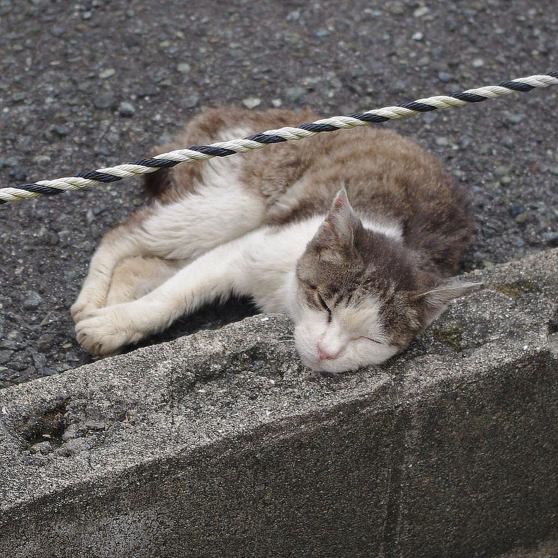 猫A 画像1 ＋ 14 最終値下げしました！ 黒猫をさがしています。 - kyam.p814さんの猫日記