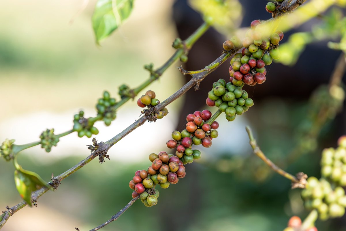 The journey to your perfect cup of coffee starts with the meticulous selection of the finest green coffee beans. We work closely with local farmers, choosing only the highest quality beans

It’s this dedication that ensures the rich taste you love in every brew.