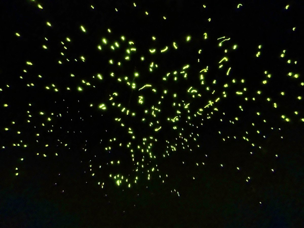 初めて行ったけどめちゃくちゃ楽しかった👀✨

ほたるって水場の生き物のイメージがあったけど、日本のゲンジボタルが特殊なだけでホントは陸地の虫なのね🐛