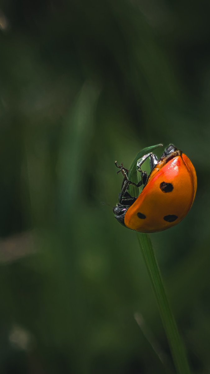 Um.... Little help here? 🐞 
#macro #nature #photography