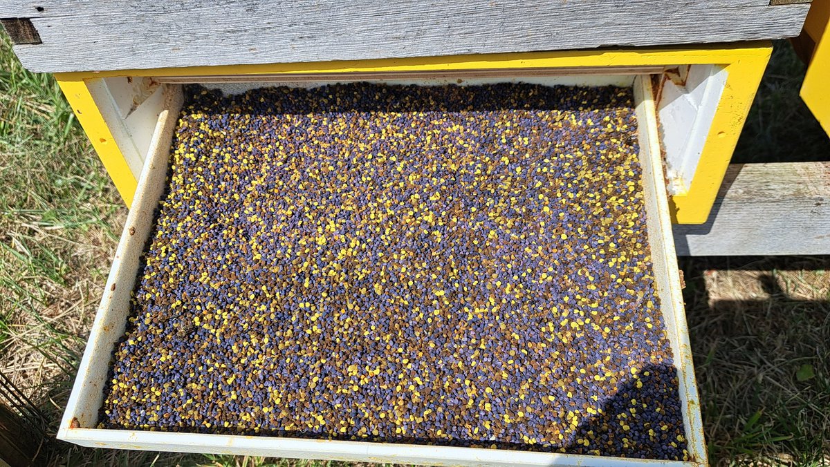 TheBeeFarmer's tweet image. This is probably the reason certain apiaries are bucking the trend. Phacelia and Sunflower pollen along with other pollen in abundance. 
#davidthebeefarmer #pollen