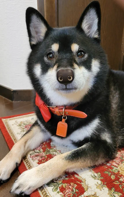 昨日、ヤーンの顔って質感・形ともに犬の鼻に似てない!?という話をしたんだけど同意してもらえて嬉しかった つまりこういうことです