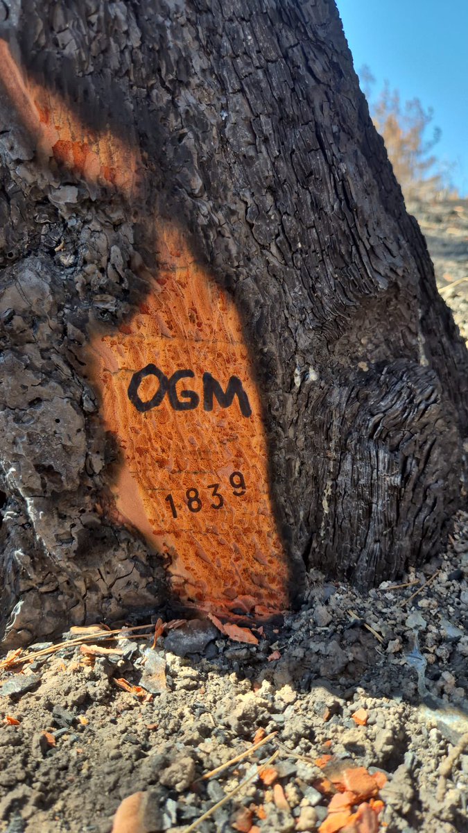 💚 Küllerden ormana, ormandan geleceğe! 🌲 

Geyve Orman İşletme Müdürlüğü’ne bağlı Akdoğan Orman İşletme Şefliği sınırlarında, geçtiğimiz haftalarda çıkan yangınlarla zarar gören alanlarda yeniden ormanlaştırma çalışmaları hızla devam ediyor.

İşletme şeflerimizin başkanlığında,